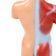 mini-torso-humano-26cm-detalhe-costas