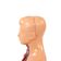 mini-torso-humano-26cm-detalhe-cabeca-lisa