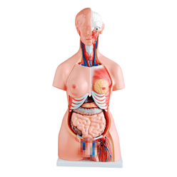 torso-85cm-bissexual-frontal