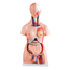torso-85cm-bissexual-frontal