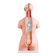 torso-85cm-bissexual-posterior