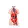 torso-85cm-bissexual-transparente