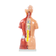 torso-45cm-bissexual-posterior