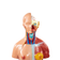 torso-45cm-bissexual-detalhe1