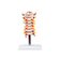 modelo-coluna-cervical-humana-com-arteria-cervical-vista-frontal