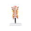 modelo-coluna-cervical-humana-com-arteria-cervical-vista-frontal