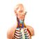 modelo-torso-humano-85cm-detalhe-cabeca-e-pescoco