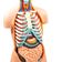 modelo-torso-anatomico-detalhe-caixa-toracica-e-abdomen