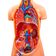 modelo-torso-humano-detalhe-pulmoes-coracao-e-orgaos