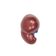 modelo-anatomico-do-baco-peca-removivel