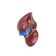 modelo-anatomico-do-figado-peca-removivel