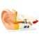 modelo-anatomico-do-ouvido-humano-ampliado-vista-lateral