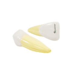 modelo-dente-humano-ampliado-3-tipos-desmontado