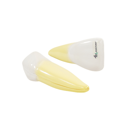 modelo-dente-humano-ampliado-3-tipos-desmontado