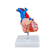 modelo-coracao-humano-tamanho-real-2-partes-com-base-vista-frontal