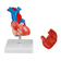 modelo-coracao-humano-tamanho-real-2-partes-aberto-com-base
