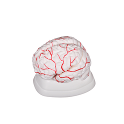 modelo-cerebro-humano-com-arterias-8-pecas-com-base