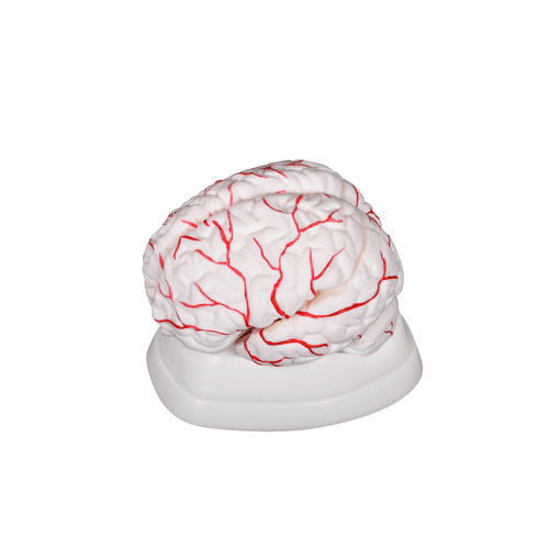 modelo-cerebro-humano-com-arterias-8-pecas-com-base