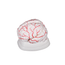 modelo-cerebro-humano-com-arterias-8-pecas-com-base