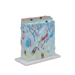 modelo-estrutura-pele-humana-aumentado-com-vasos