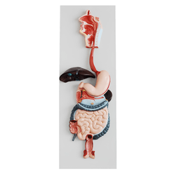 modelo-sistema-digestivo-humano-completo