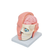 cabeca-anatomica-com-cerebro-e-olho-exposto
