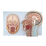 modelo-seccao-frontal-e-mediana-da-cabeca-humana-com-base