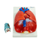 modelo-anatomico-laringe-coracao-e-pulmao-fechado