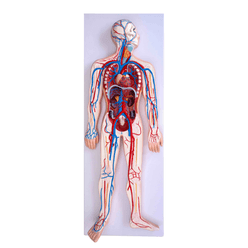 modelo-do-sistema-circulatorio-humano-corpo-inteiro