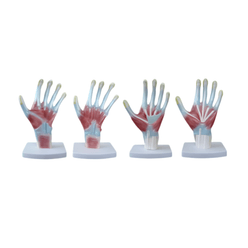 modelo-anatomia-palma-da-mao