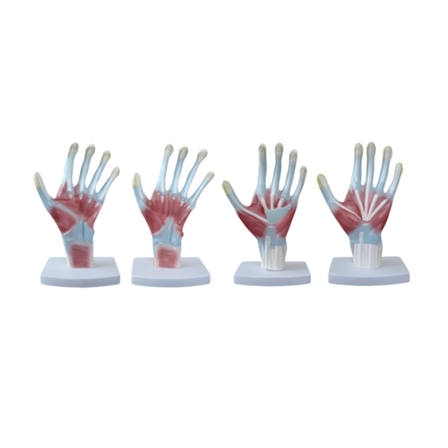 modelo-anatomia-palma-da-mao