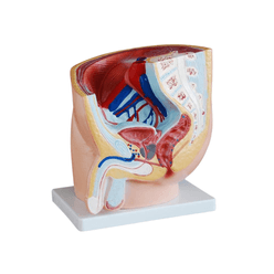 modelo-anatomico-pelve-masculina