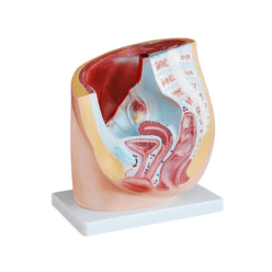 modelo-anatomico-pelve-humana-feminina