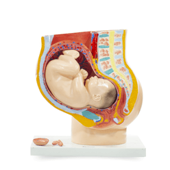 modelo-anatomico-pelve-humana-feminina-4-partes