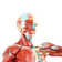 modelo-anatomico-muscular-masculino-cabeca-e-torax