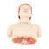 torso-manequim-rcp-com-corte-anatomico-interno